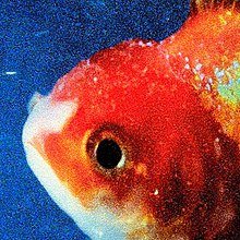 Image of Big Fish Theory