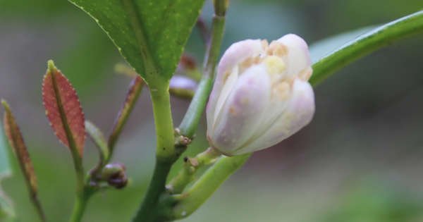 zitronenblüte