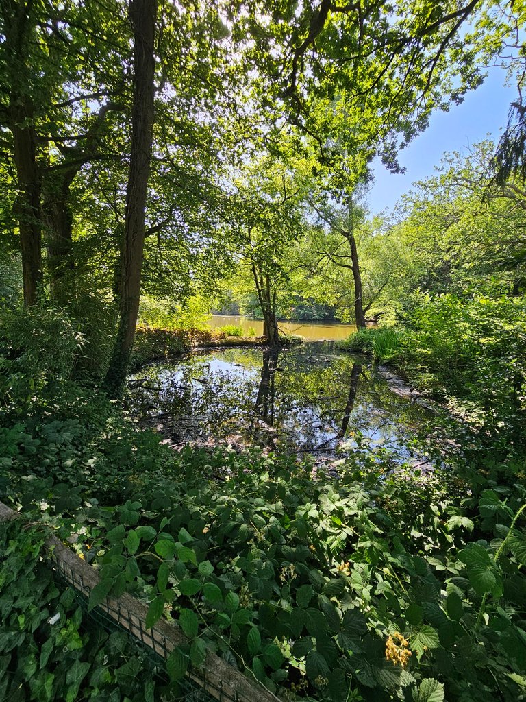  A lovely walk in Goffs Park: My Actifit Report Card: June 25 2026