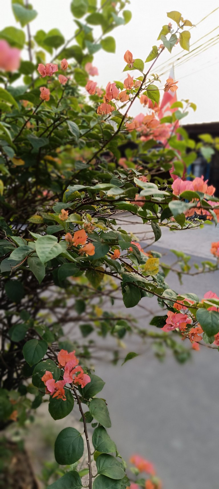 Street Flowers 🌸