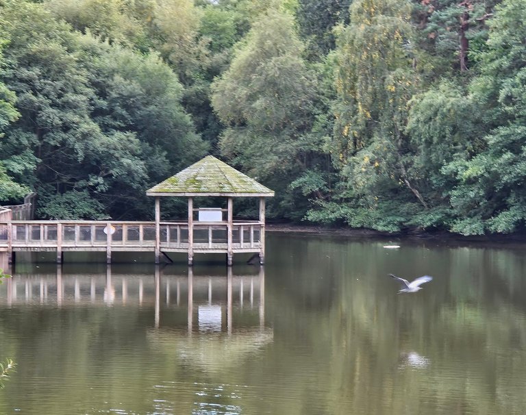 A tranquil walk around Titmus lake  : My Actifit Report Card: October 8 2026