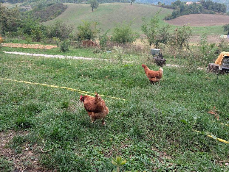 two of the six hens on patrol