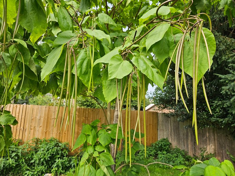 An intriguing tree! : Actifit Report Card: August 6 2025