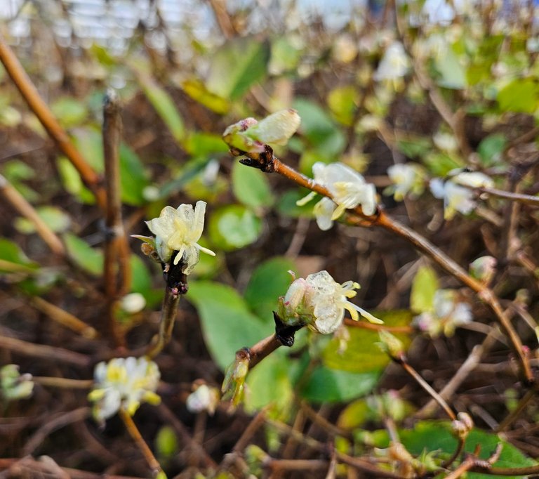 Spring watch : My Actifit Report Card: January 16 2026