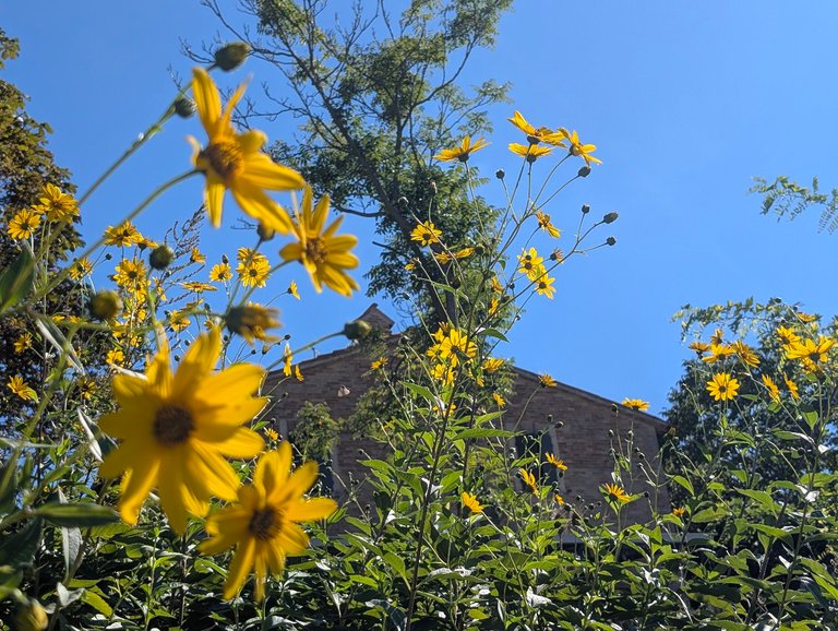 Yellow flowers in front of the house