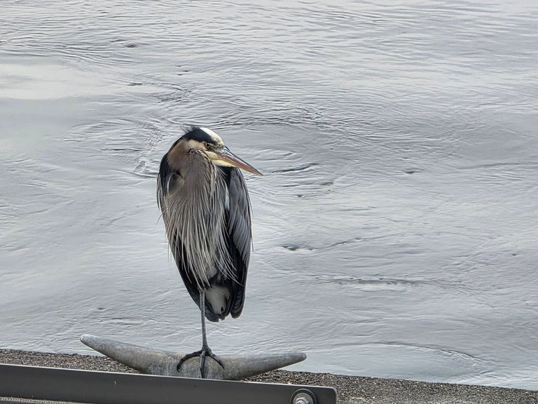 My Actifit Report Card: January 19 2026