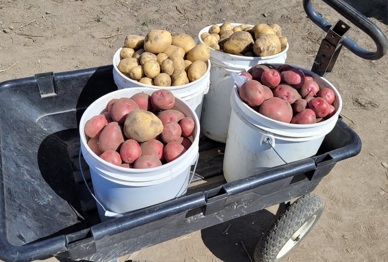 Digging  Potatoes,  Drinking  Wine, and my Actifit Report Card: August 9 2025