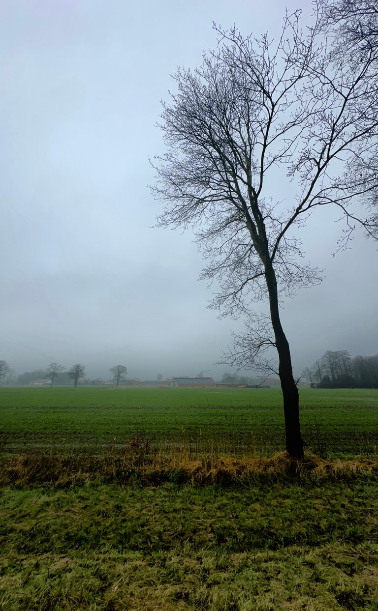 Walking Through the Gray: Steps in the Fog