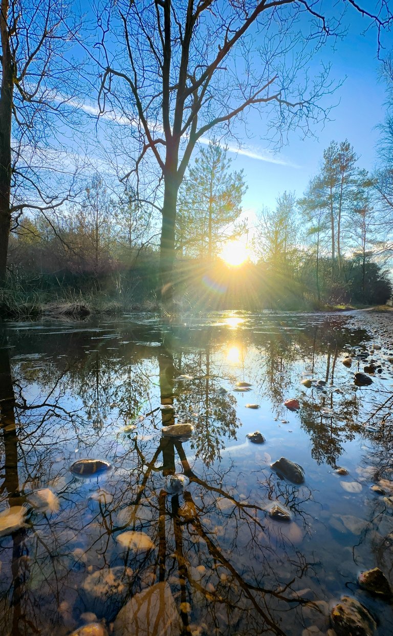 A Golden Hour Forest Walk