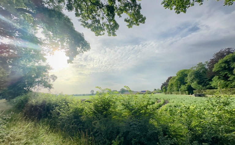 Walk #112 – The Quiet Kind, The Kind With Grief