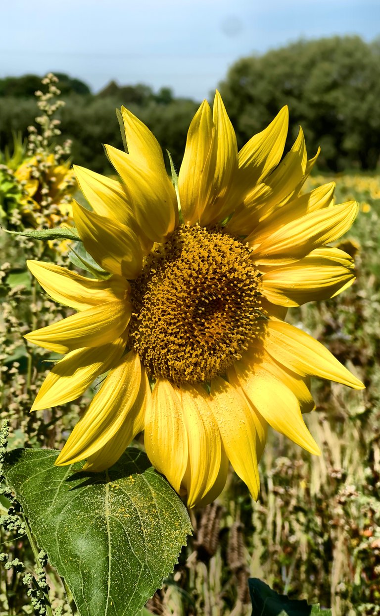 From Sunflowers to Sunset