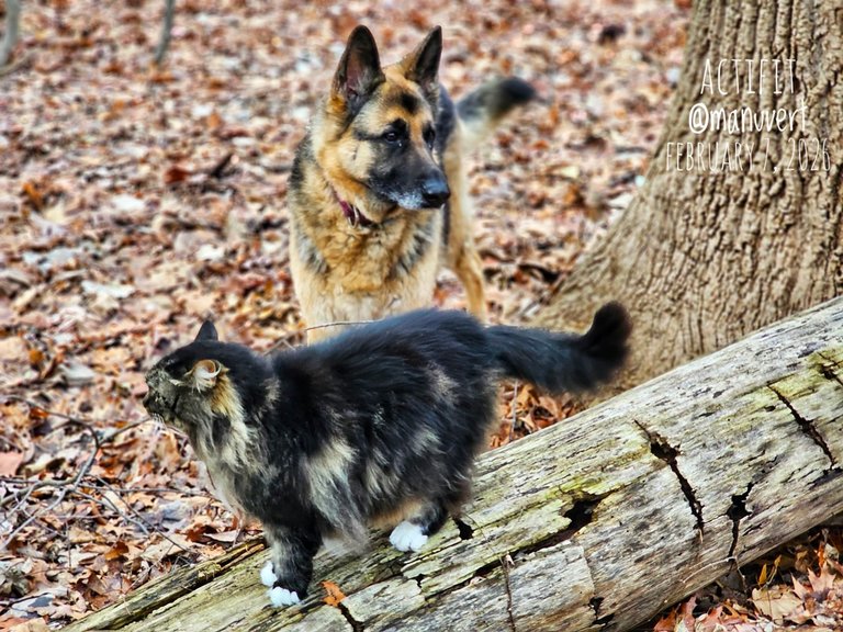 My Actifit Report Card: March 7 2026