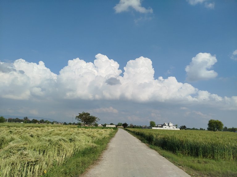 My Actifit Report Card: March 20 2026