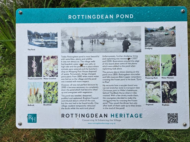 Rottingdean Pond on a rainy day : My Actifit Report Card: June 3 2026
