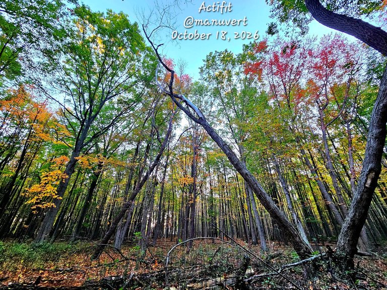 My Actifit Report Card: October 18 2026