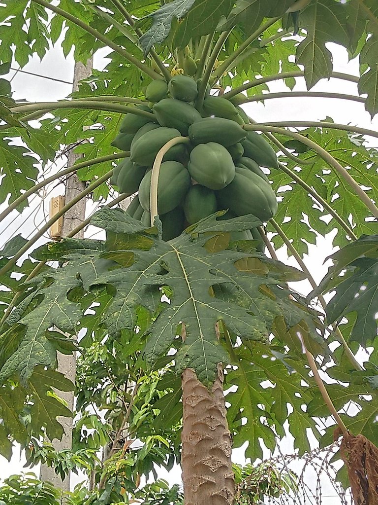 My Actifit Report Card: January 6 2026