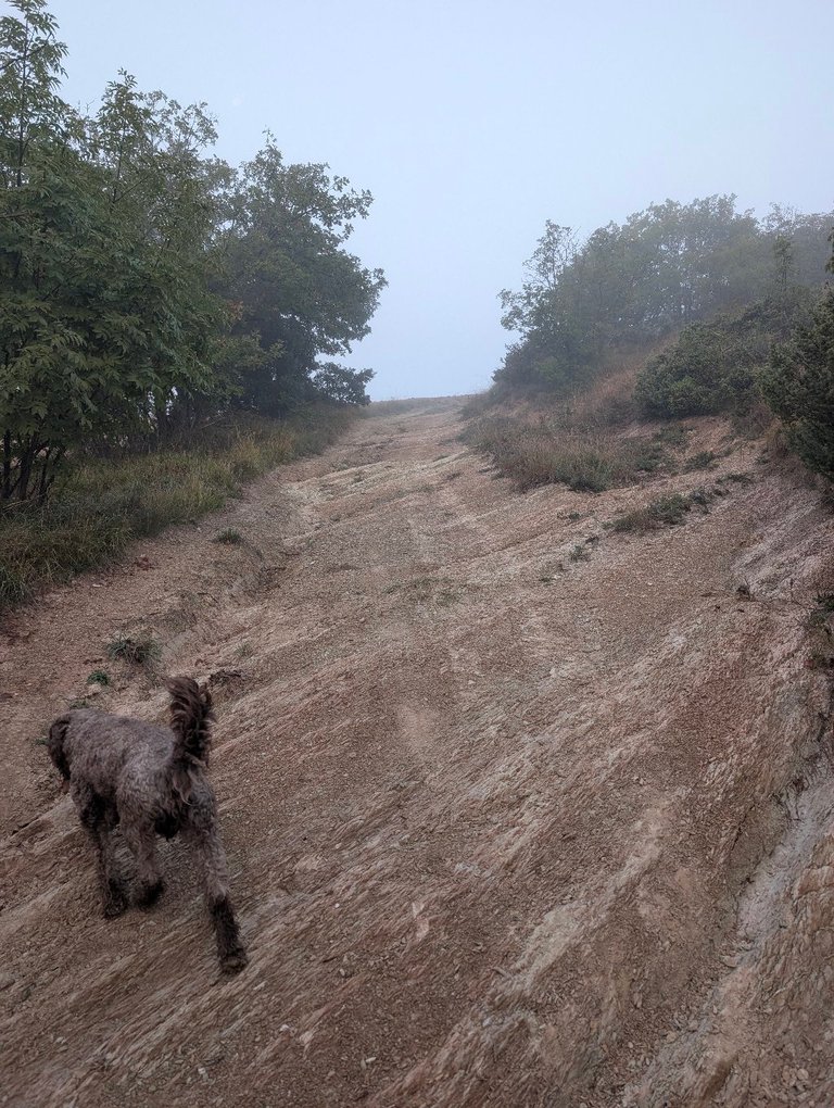 Choko walking towards the camera in the fog