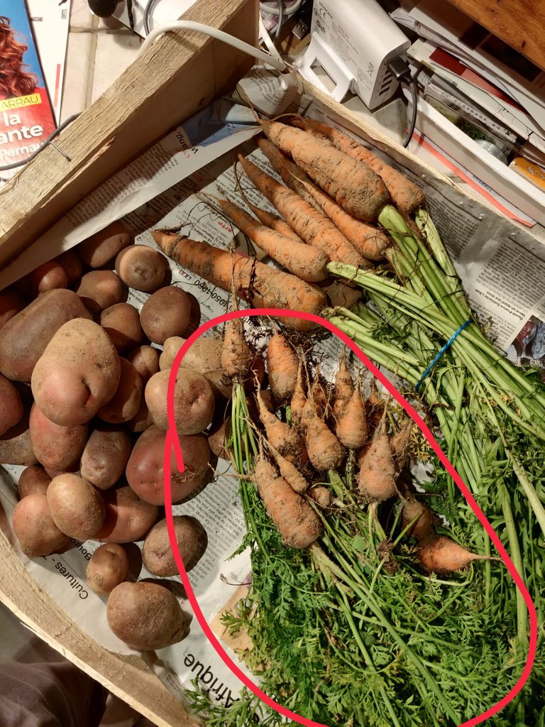 The ones I harvested are only the ones circled in red