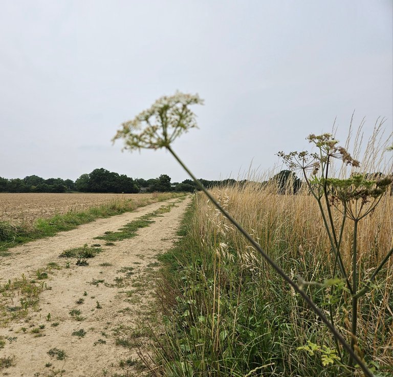 Bleak but beautiful!  : My Actifit Report Card: September 6 2026
