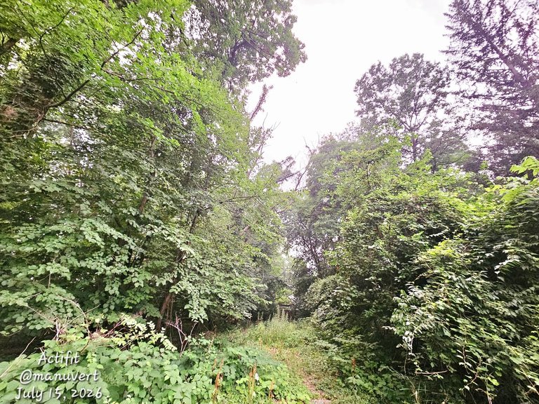 Hot and hazy - My Actifit Report Card: July 15 2026