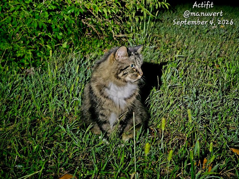Caturday already? - My Actifit Report Card: September 4 2026