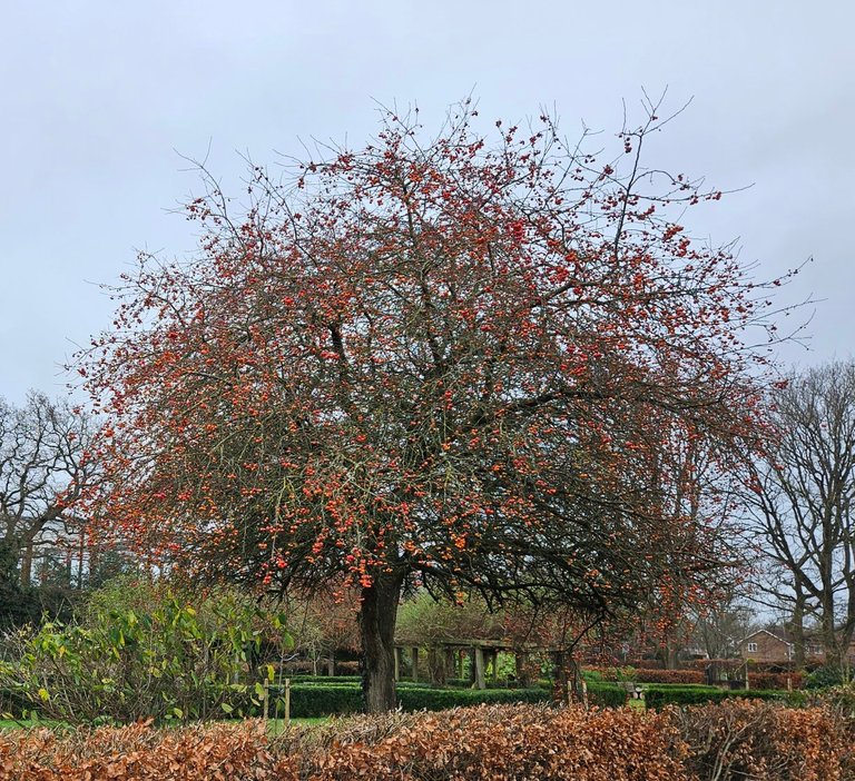 Stubborn berries! : My Actifit Report Card: January 9 2026