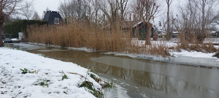 Last day of snow and ice - My Actifit Report Card: January 11 2026