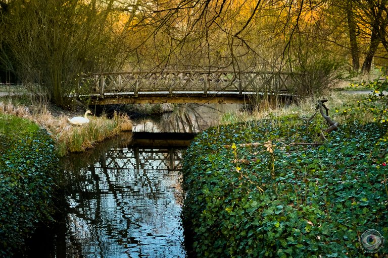 Swan Bridge