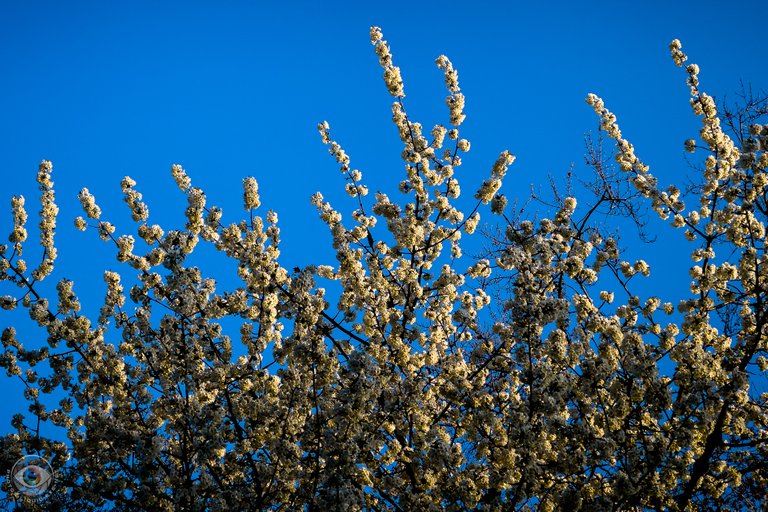 Cherry Tree Sunrise