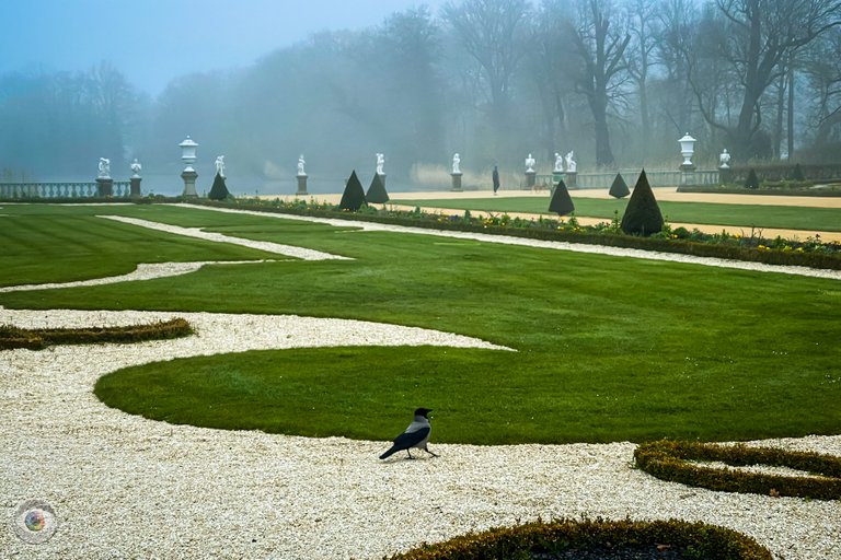 Palace Garden Crow