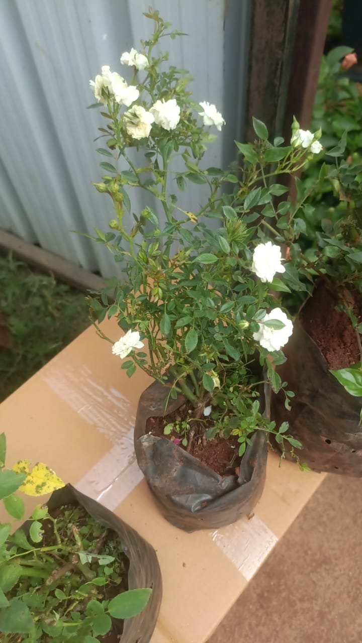 My Actifit Report Card: December 16 2025