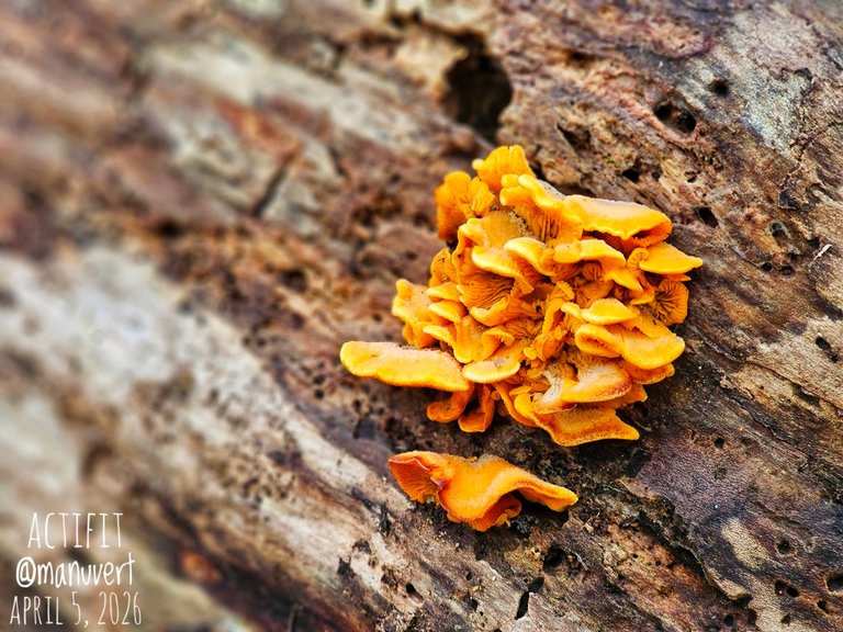 My Actifit Report Card: April 5 2026