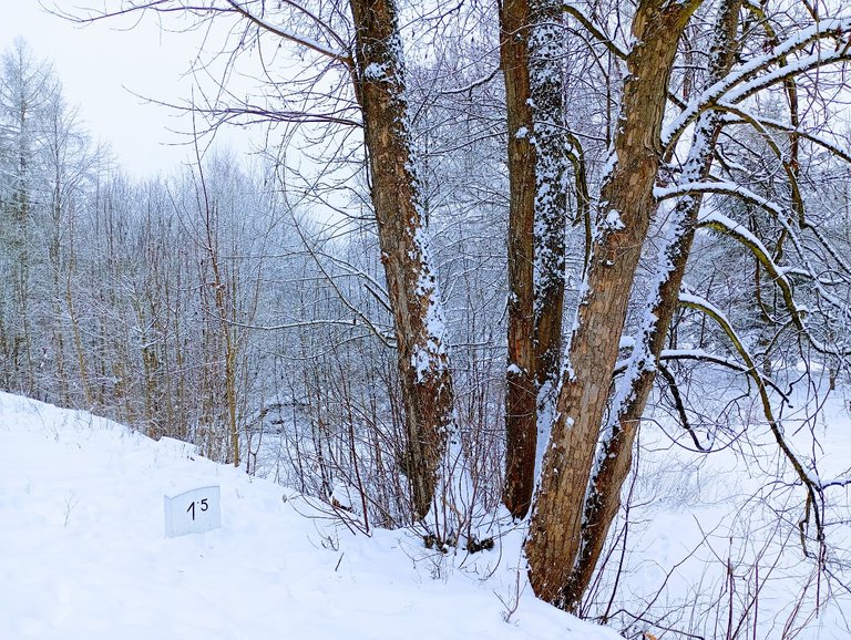 My Actifit Report Card: January 21 2026