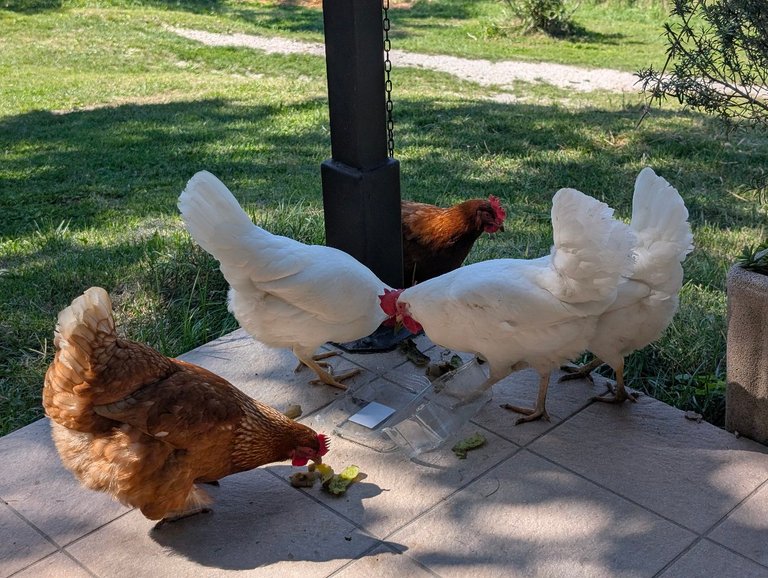 The hens pecking at kiwi