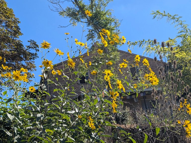 PHOTO: tall yellow flowers framing a glimpse of the farmhouse roof