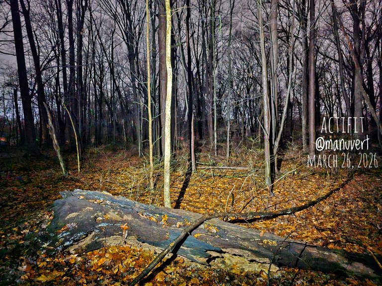 My Actifit Report Card: March 26 2026