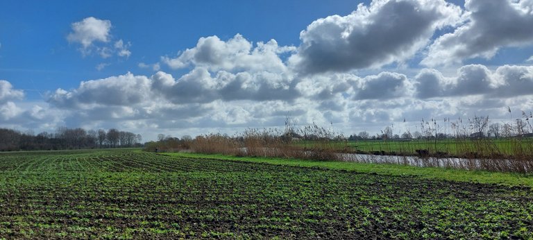 Active Sunday - My Actifit Report Card: March 15 2026