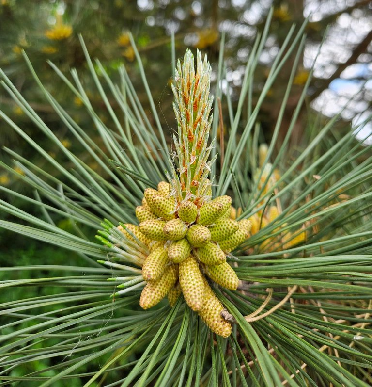 Pollen season is here  : My Actifit Report Card: May 7 2026