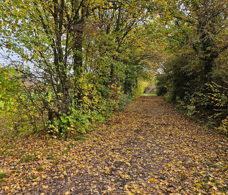 Time to get moving!  : My Actifit Report Card: October 19 2026