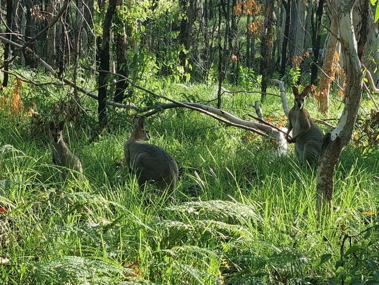 My Actifit Report Card: January 29 2026