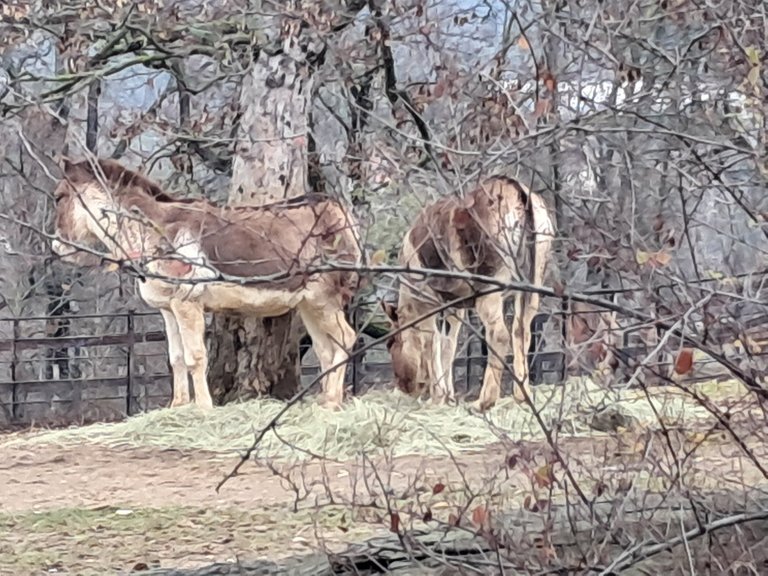 My Actifit Report Card: February 25 2026