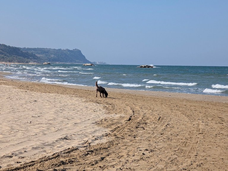 PHOTO: @choko.shock sniffing the sand with the Marche coastline and the sea behind him