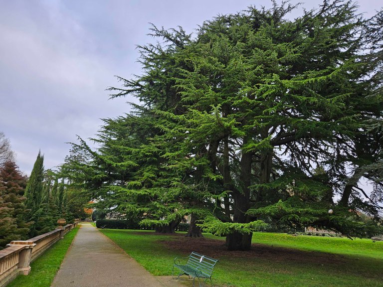 The Cedars of Worth Park : My Actifit Report Card: December 4 2024