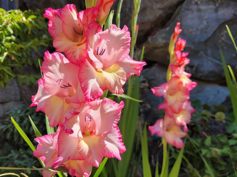 House Chores, Gardening and my Actifit Report Card: July 17 2025