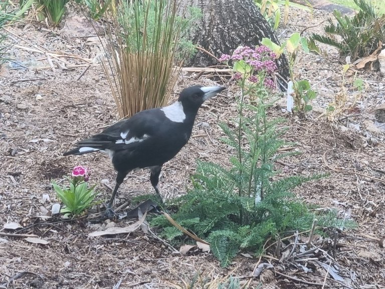 My Actifit Report Card: January 2 2026