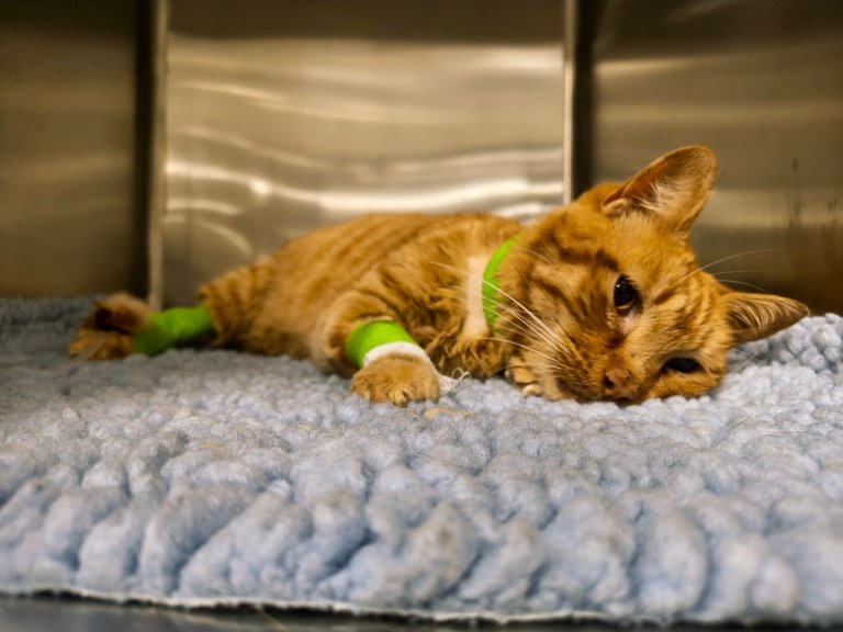 I took this picture of Nero yesterday. He was just waking up after haven gotten the feeding tube in.