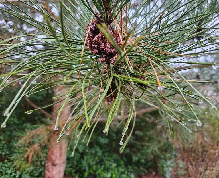 Remember Woolworth?  : My Actifit Report Card: February 16 2026