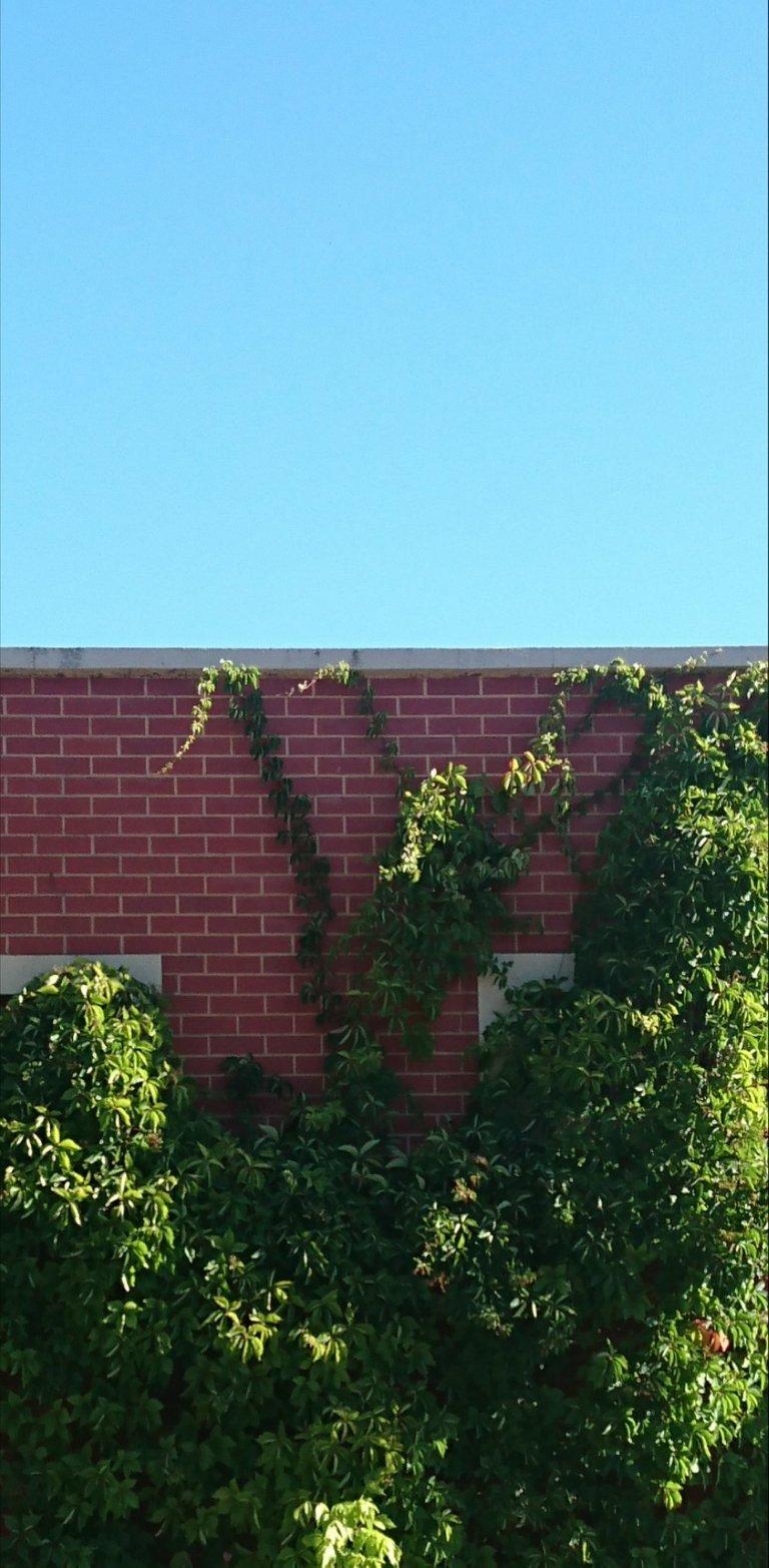 Creeping plant growing on brick building