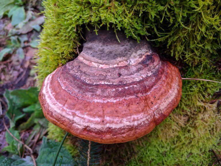 fomitopsis pinicola red banded polypore red belted bracket mushroom