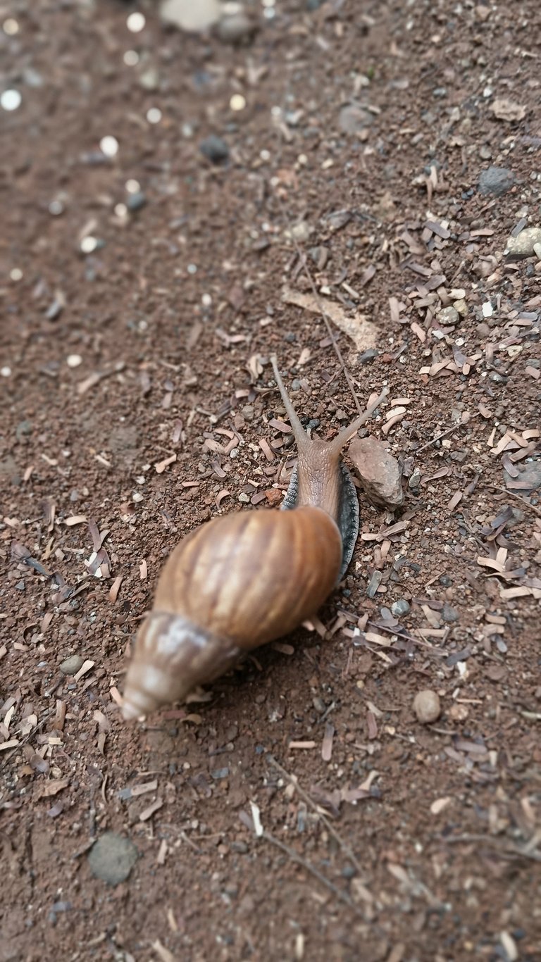 The bekicot